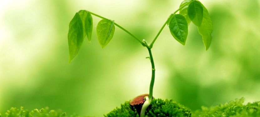 The Flame of Harmony for Inner and Outer Harmony  —   Message from Aurelia  – Spring&nbsp;2019