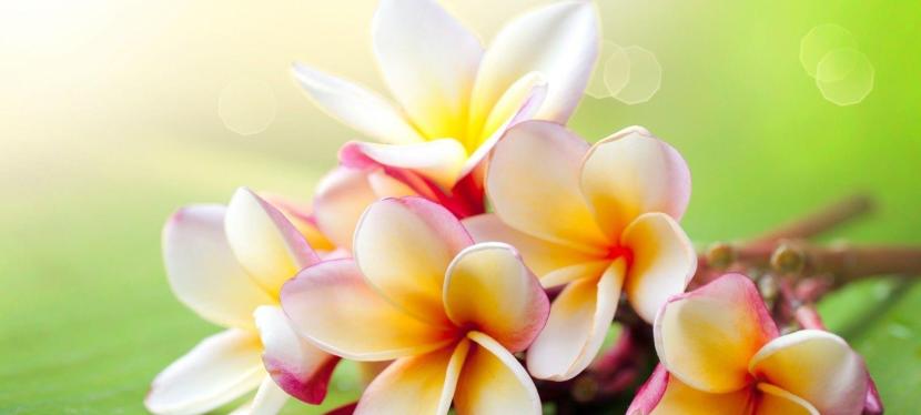 Sound Purification Journey – Lemurian&nbsp;Love